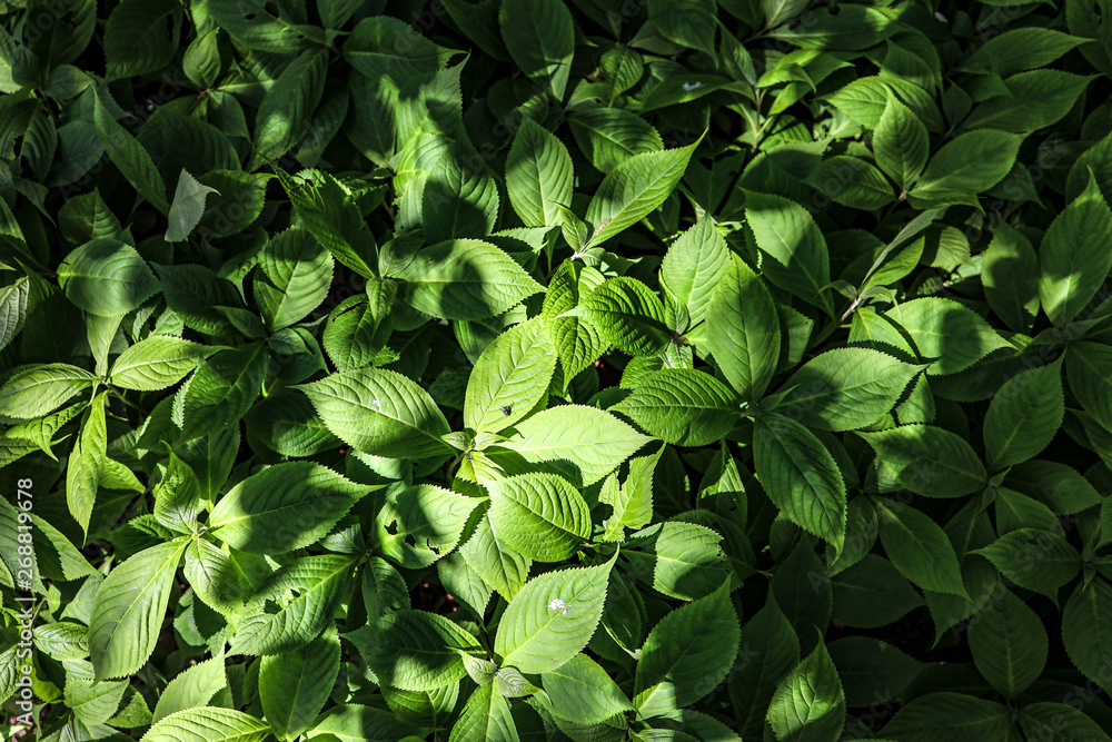 green leaves background green leaves background