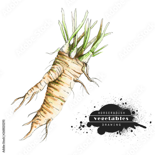 Horseradish isolated on white background. Illustration of a raw vegetable sketch. Veggiery and healthy nutrition. photo