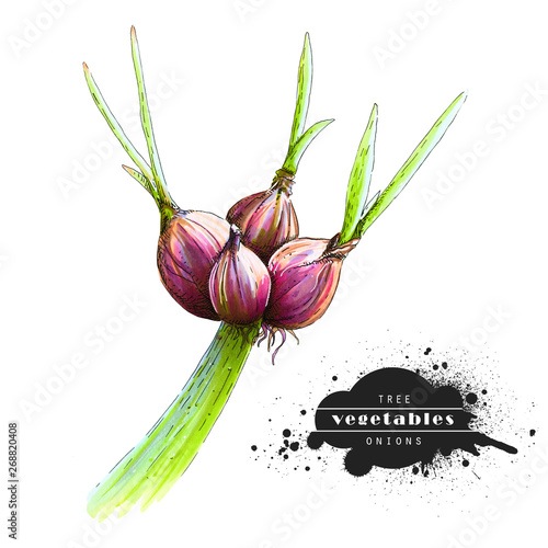 Tree onions isolated on white background. Illustration of a raw vegetable sketch. Veggiery and healthy nutrition. photo