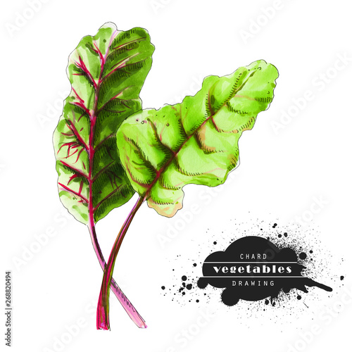 Chard isolated on white background. Illustration of a raw stems sketch. Veggiery and healthy nutrition. photo