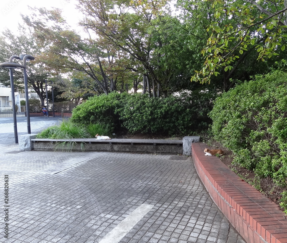 公園でくつろぐ猫 公園でくつろぐ猫
