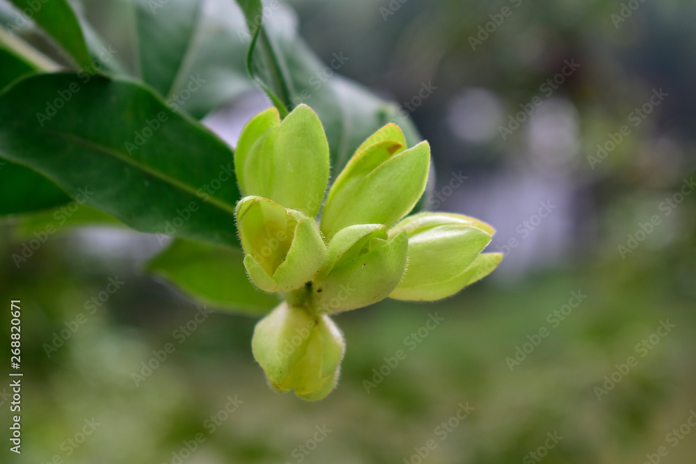 beautiful flower In the backyard is refreshing beautiful flower In the backyard is refreshing