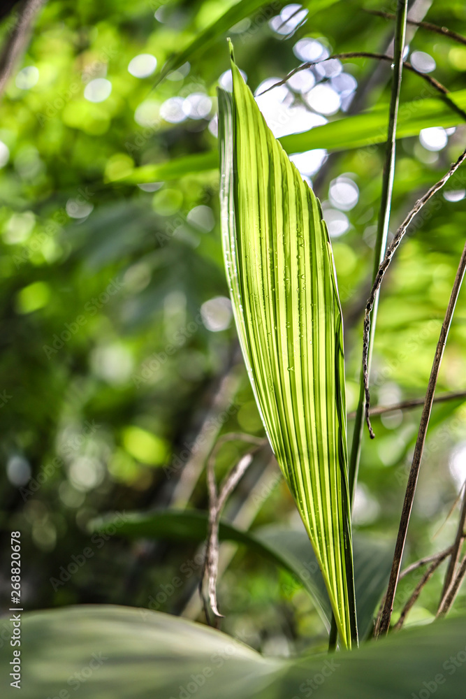 Fototapeta premium closeup of palm leave