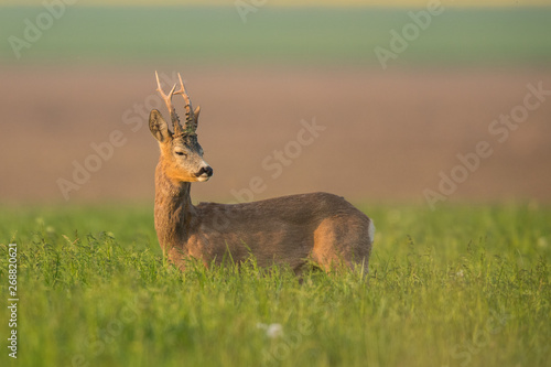 Roebuck - buck (Capreolus capreolus) Roe deer - goat