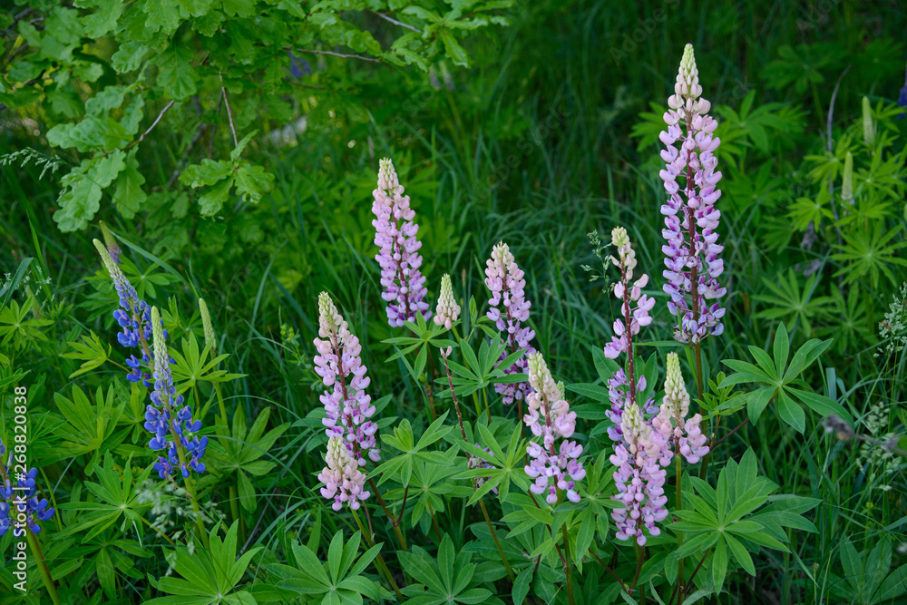 Pink and blue lupine flowers between green foliage Pink and blue lupine flowers between green foliage
