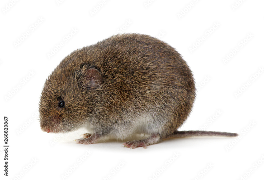 Mouse isolated on white Mouse isolated on white