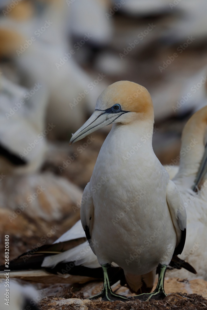 australasian gannet australasian gannet