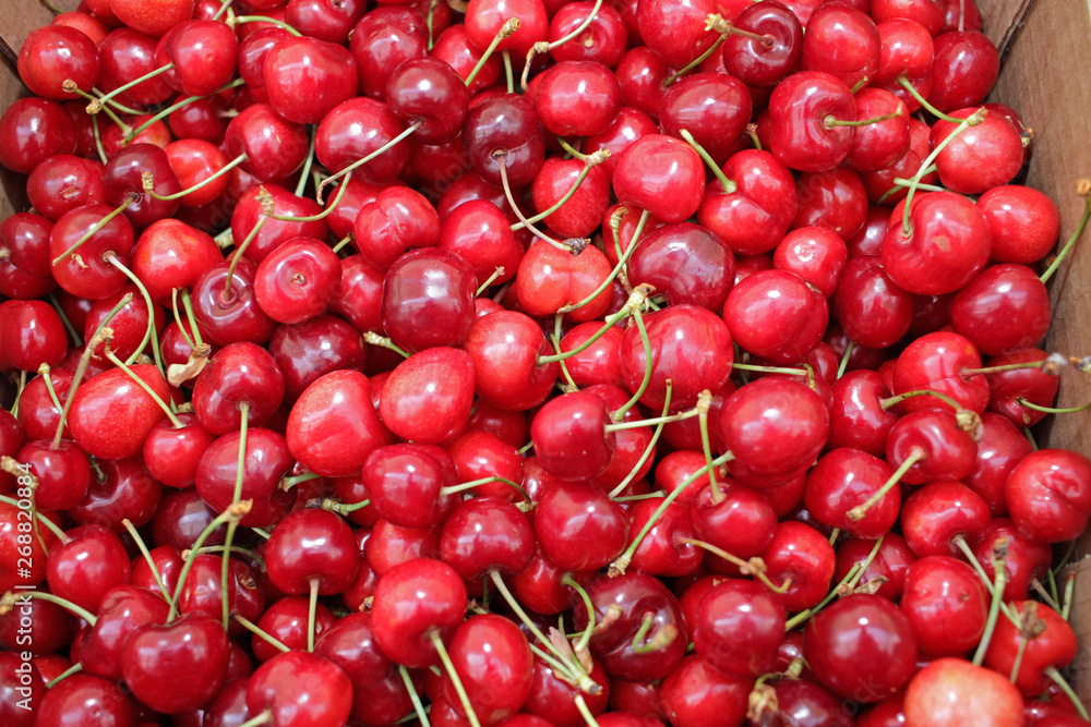 Close up of pile of ripe cherries with stalks. Large collection of fresh red cherries. Sweet organic red cherries. Cherry on a farmer market as background texture. Fruit cover photo. Close up of pile of ripe cherries with stalks. Large collection of fresh red cherries. Sweet organic red cherries. Cherry on a farmer market as background texture. Fruit cover photo.