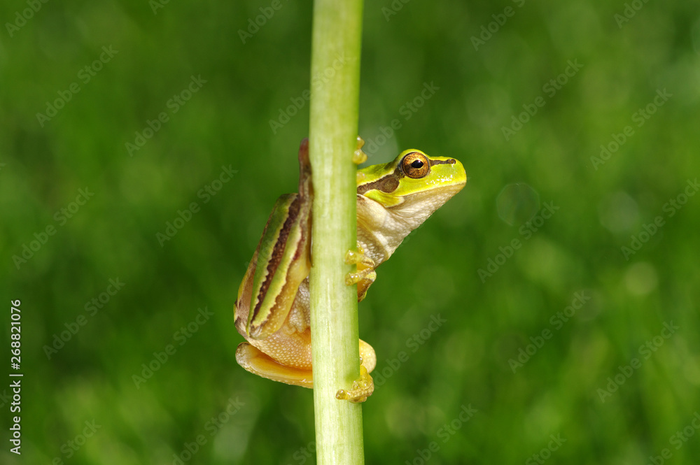 Obraz premium Frog on green background