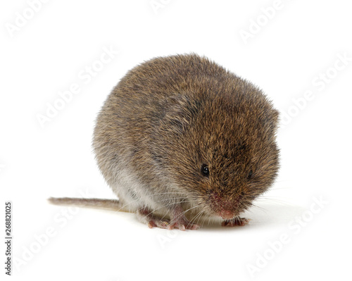 Mouse isolated on white