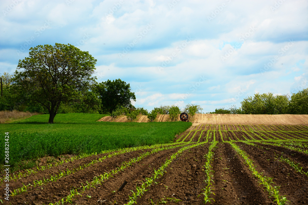 rural landscape with green field and blue sky