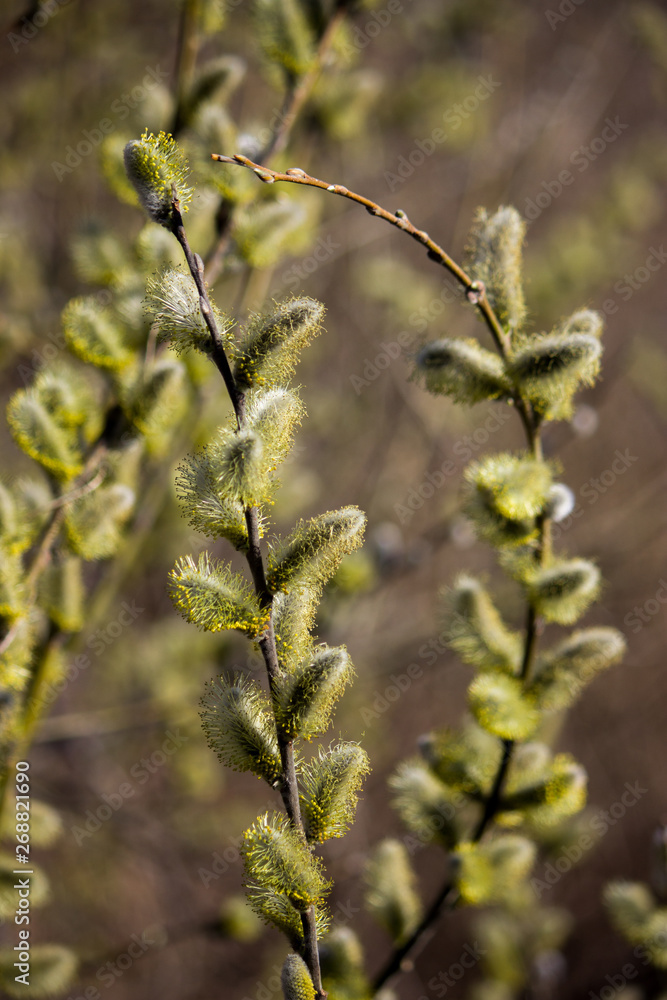 The branches of spring blooming willow are magnificent. The branches of spring blooming willow are magnificent.