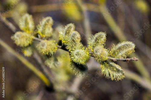 Blooming magnificent bud of a willow, close-up. Macro.