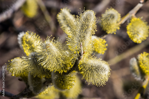 Blooming magnificent bud of a willow, close-up. Macro.