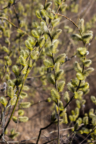  The branches of spring blooming willow are magnificent.