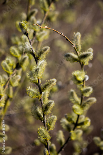  The branches of spring blooming willow are magnificent.