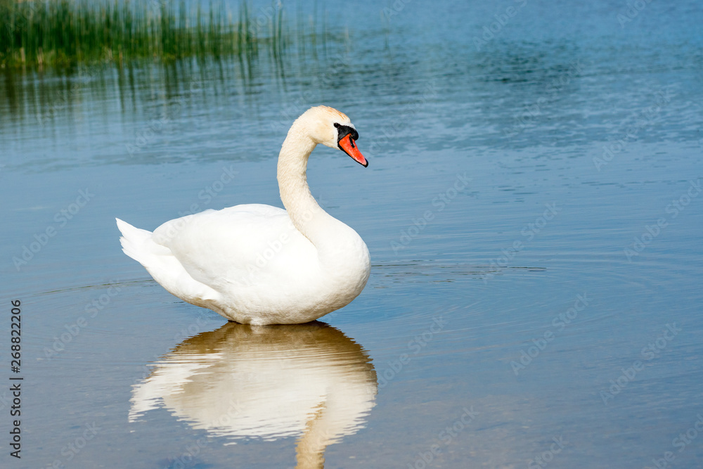 Fototapeta premium Swan resting in shallow water