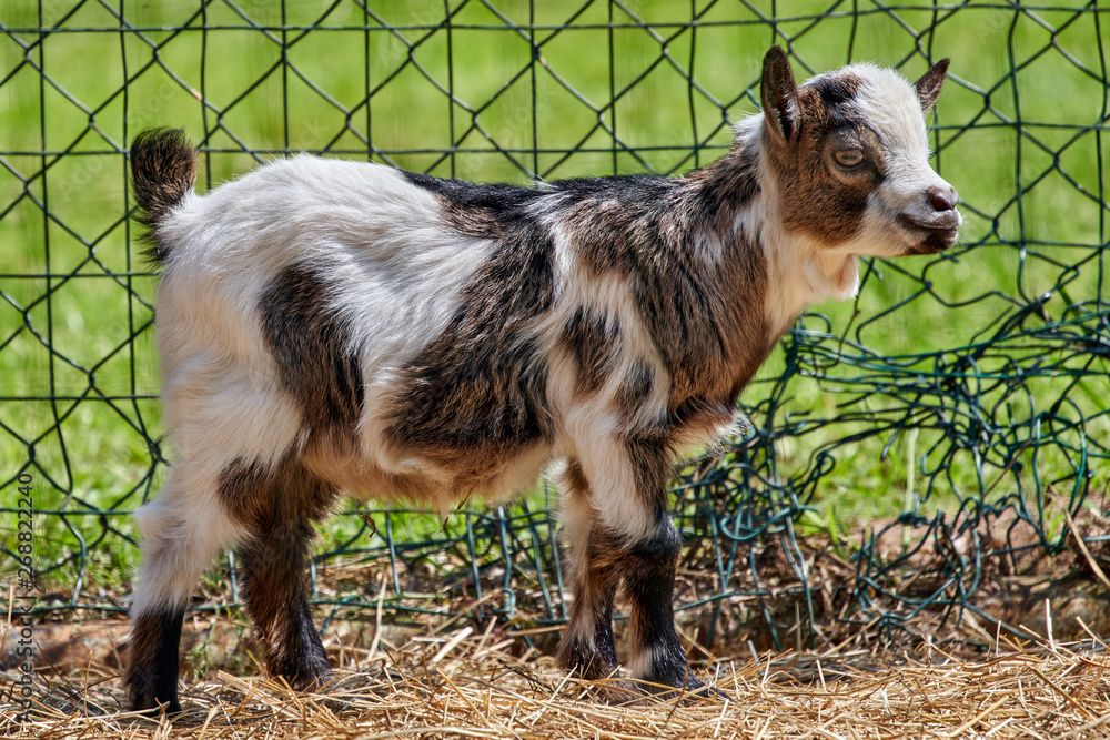 Baby goats in the farm fence