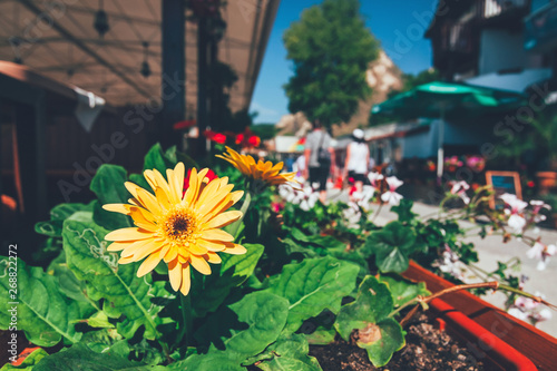 yellow flowers in a pot with a tourist street by the sea in the background