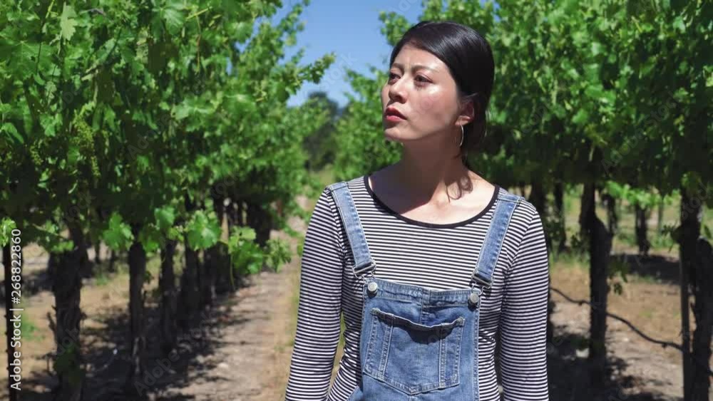 Young well dressed asian girl winemaker controlling beautiful vineyards before harvesting season. woman farmer walking looking around care about unripe grapes fruit in wineries sunny day early summer Young well dressed asian girl winemaker controlling beautiful vineyards before harvesting season. woman farmer walking looking around care about unripe grapes fruit in wineries sunny day early summer