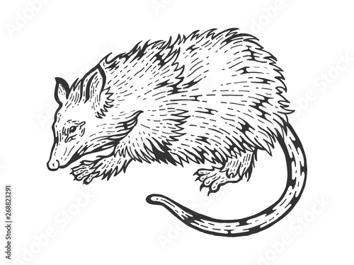 Opossum rat animal sketch engraving vector illustration. Scratch board style imitation. Black and white hand drawn image.