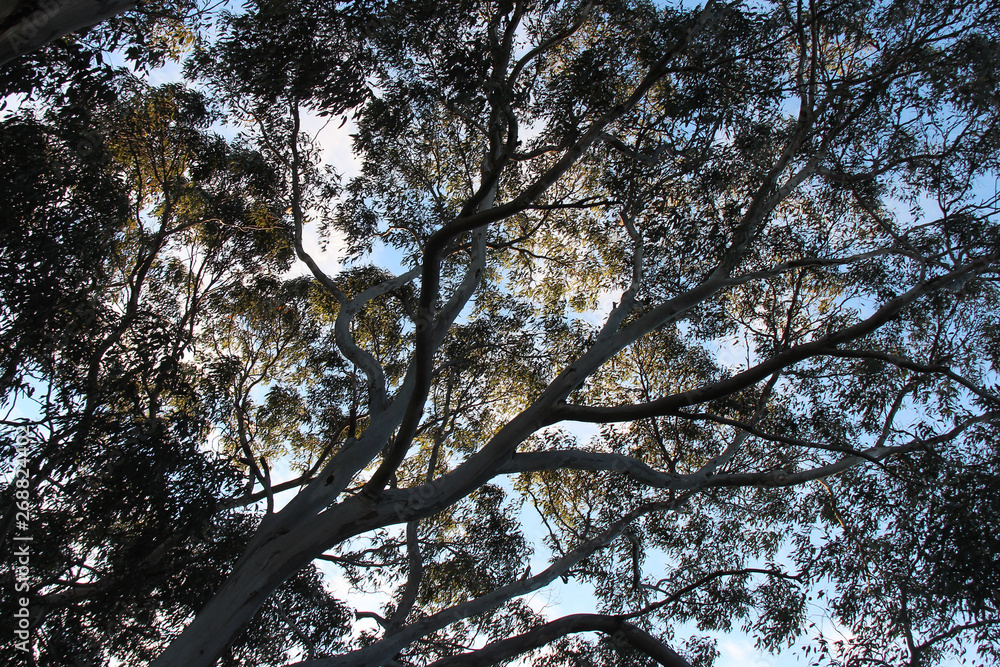 gum (?) trees in australia