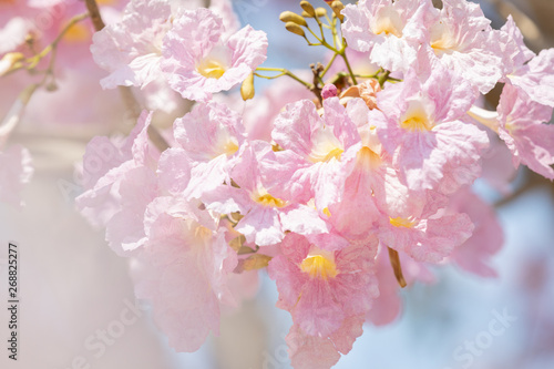 close up of Tabebuia rosea pink trumpet tree  Chompoo Pantip  in Thailand with a little blurred foreground  selective focus.