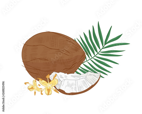 Detailed botanical drawing of coconut, palm tree foliage and blooming flowers isolated on white background