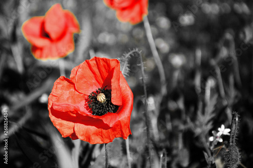 red poppies on black and white background