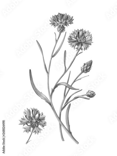 Cornflower Pencil Illustration Isolated on White