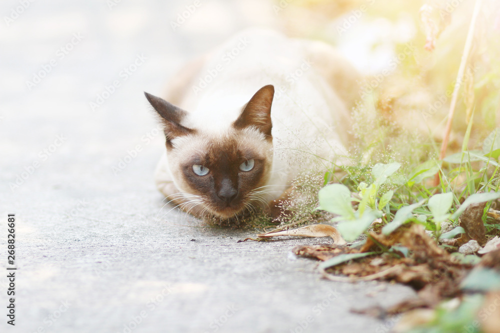 Obraz Ładny kot Syjamski cieszyć się i spać na betonowej podłodze z naturalnym w ogrodzie
