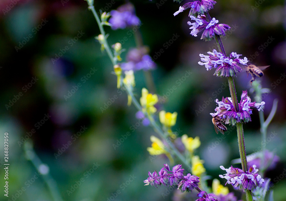 plants of fields and meadows flax and sage close-up natural background