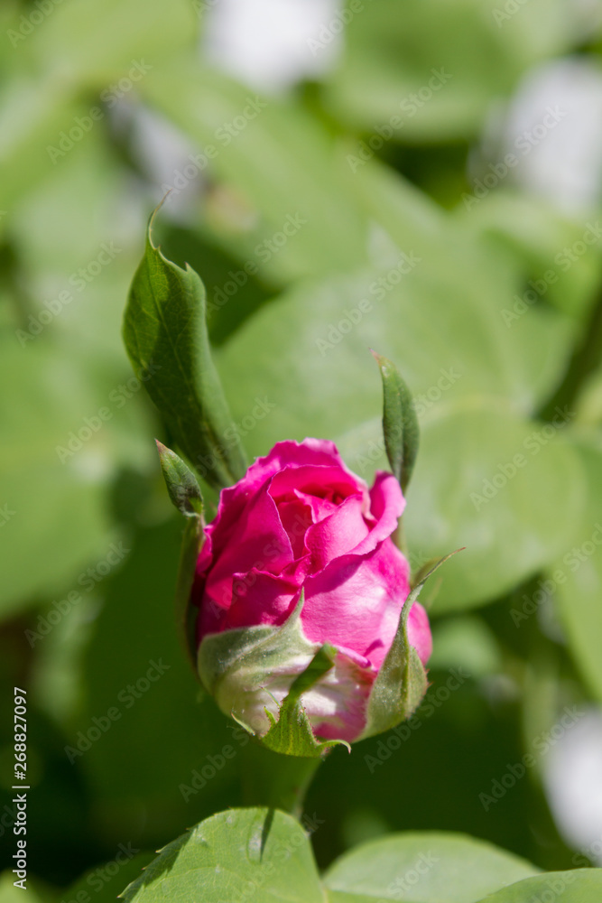 Unbroken rose bud