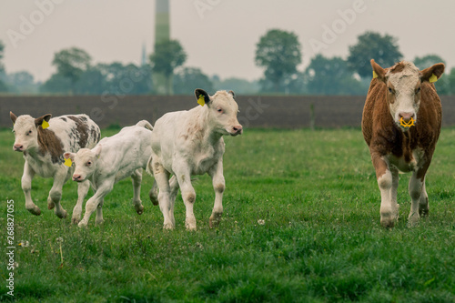 Rinder und Kälber rennen über die Weide