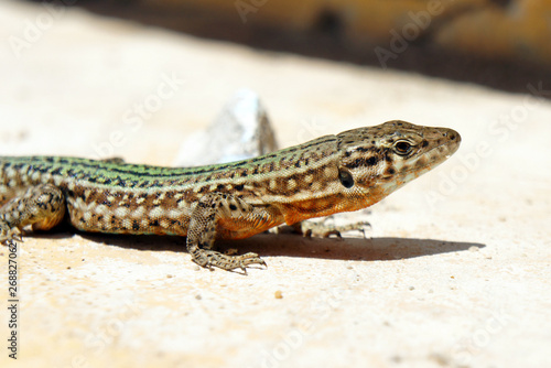 Portrait of a lizard from Ibiza Island.
