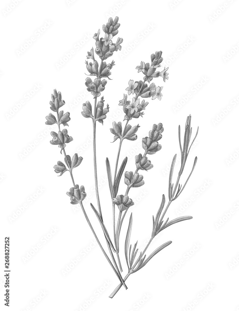 Lavender Pencil Illustration Isolated on White