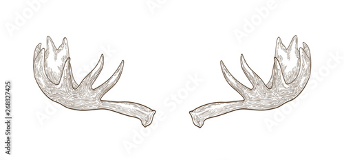 Decorative drawing of elk or moose palmate antlers