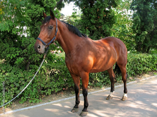 Exterior large breed bay horse photo