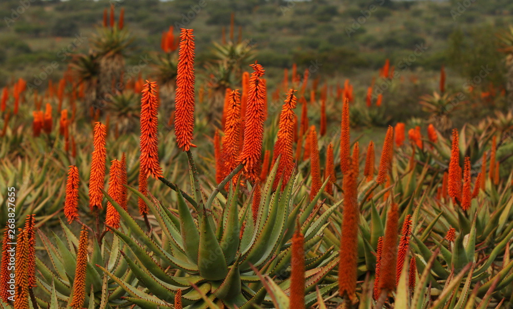 Close up of the bright reddish orange inflorescences of the Aloe ferox, indigenous to the Eastern Cape. Close up of the bright reddish orange inflorescences of the Aloe ferox, indigenous to the Eastern Cape.