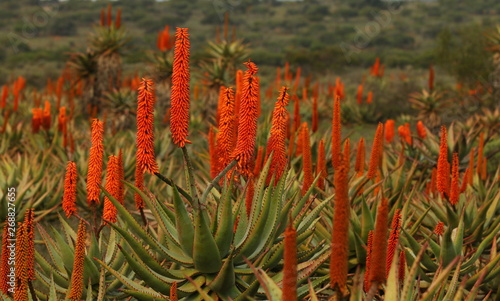 Close up of the bright reddish orange inflorescences of the Aloe ferox, indigenous to the Eastern Cape.