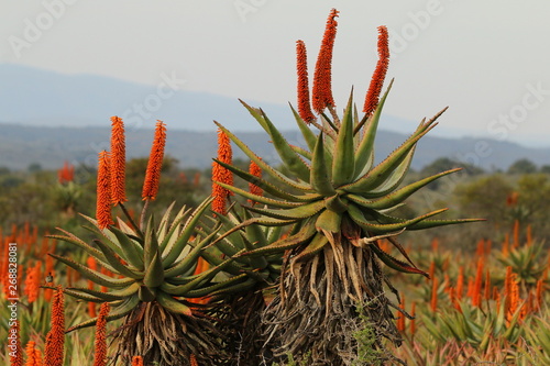 Typical Eastern Cape winter landscape with bright reddish orange flowering Aloe ferox plants.