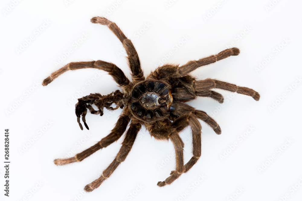 skin remaining after molting from spider tarantula Phormictopus auratus on a white background skin remaining after molting from spider tarantula Phormictopus auratus on a white background