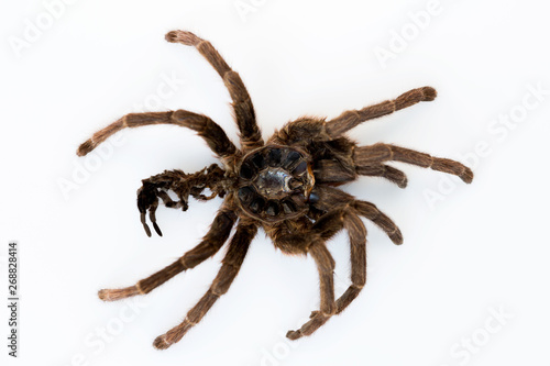 skin remaining after molting from spider tarantula Phormictopus auratus on a white background