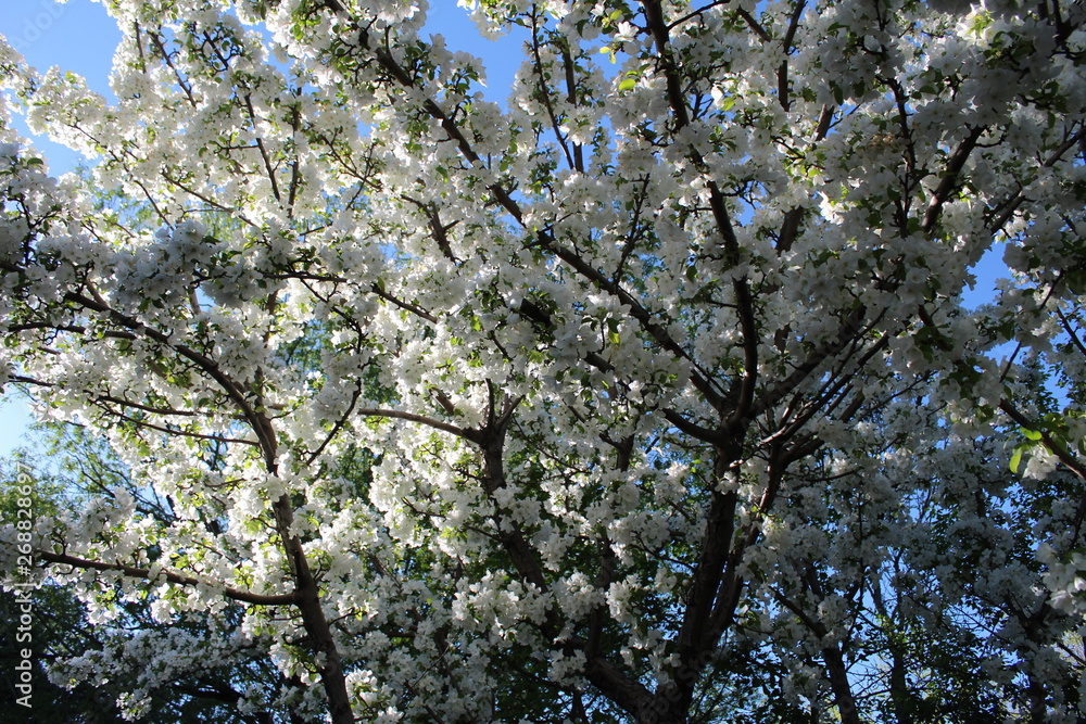 tree in blossom tree in blossom