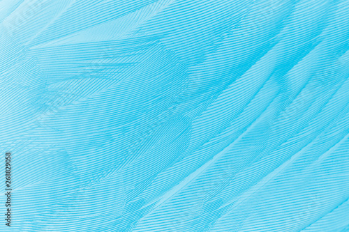 Beautiful blue color trends feather pattern texture background