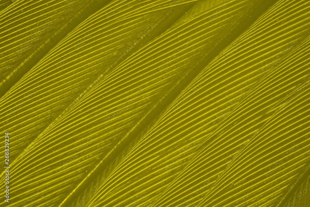 Fototapeta premium Beautiful vibrant yellow feather texture background 