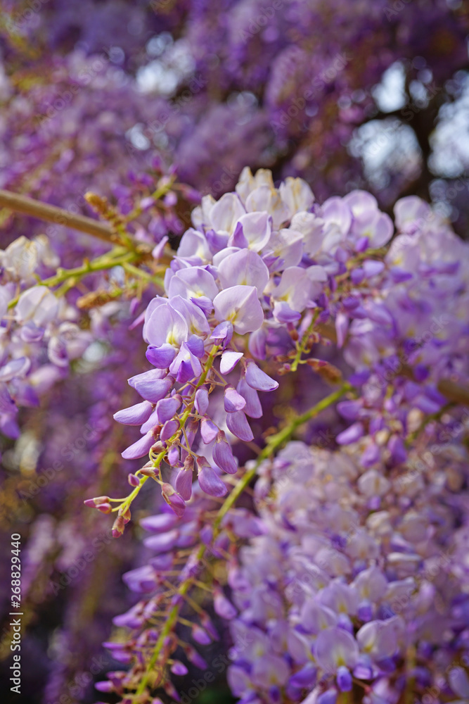 Obraz premium Purple wisteria flowers in bloom hanging from the vine in Burano, Italy