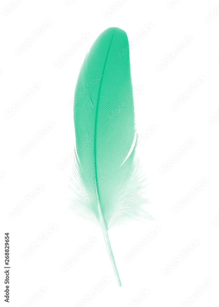 Beautiful feather color light green isolated on white background Beautiful feather color light green isolated on white background