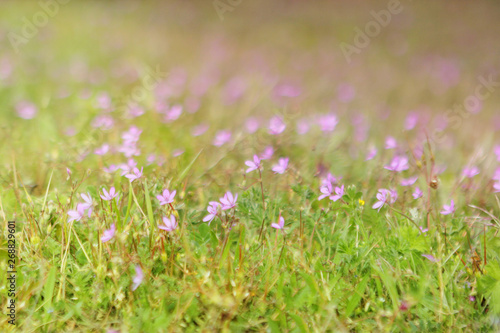 beautiful natural green background of flower summer meadow with pink flowers and sunlight
