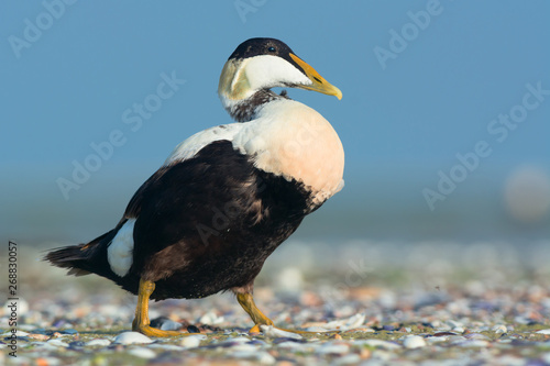 Photography Common eider (Somateria mollissima)